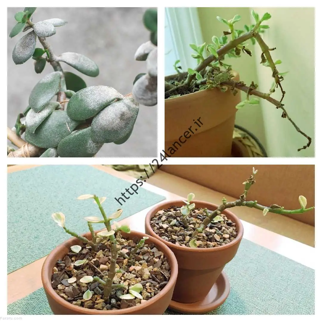 فجایع گیاه کراسولا