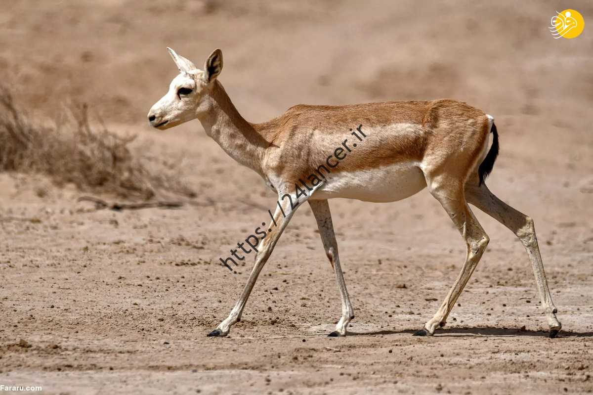 (ویدئو) (ویدئو)