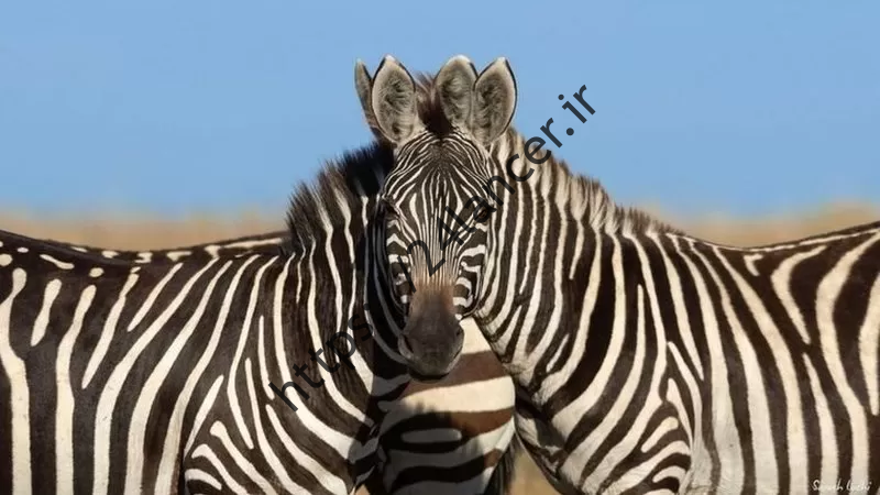 خطا